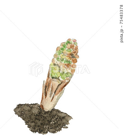 【水彩イラスト】ツクシ 土筆 白バック PNG  春 コピースペースあり 素材 75483378
