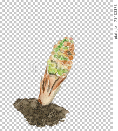 【水彩イラスト】ツクシ 土筆 白バック PNG  春 コピースペースあり 素材 75483378