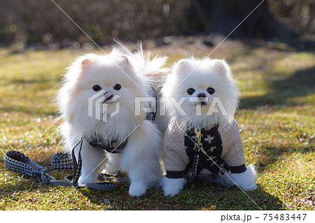 可愛い2匹の白いポメラニアンの写真素材
