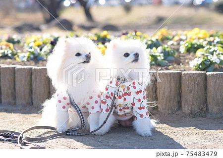 可愛いの白いポメラニアン 75483479