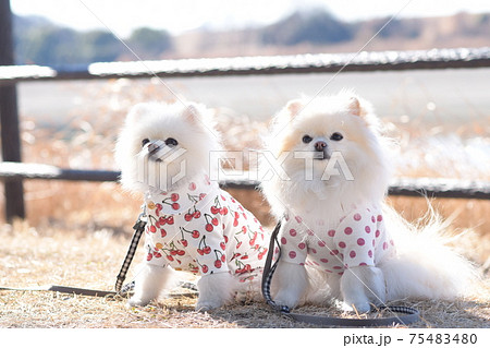 仲良し白いポメラニアン 仲良し白いポメラニアン 75483480