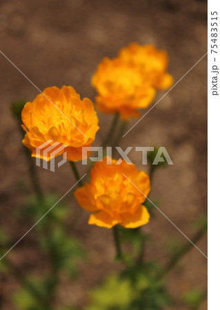 オレンジ色の花 75483515