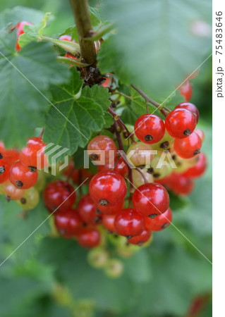 フサスグリ フサスグリ 75483646