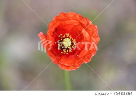 ポピーの花のアップ ポピーの花のアップ 75483864