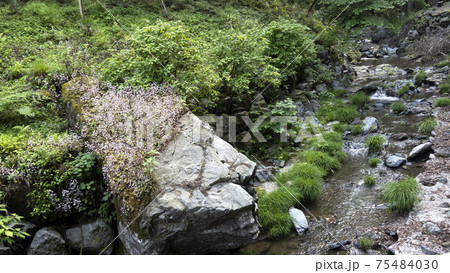 ユキノシタが自生する川の風景／埼玉県越生町 75484030