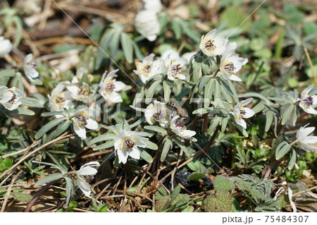 節分草の蜜を吸う二ホンミツバチ 75484307