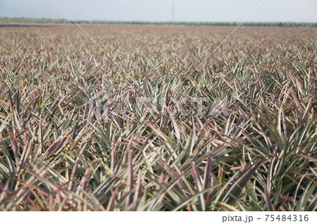 見渡す限りの台湾パイン畑 見渡す限りの台湾パイン畑 75484316