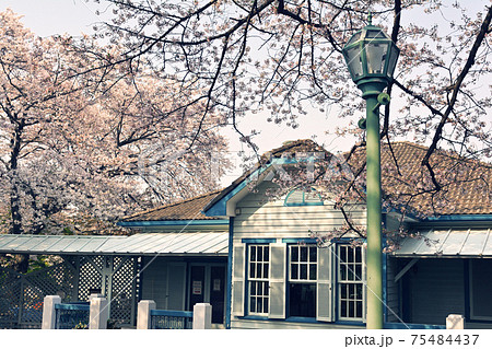 横浜・山手の桜 横浜・山手の桜 75484437