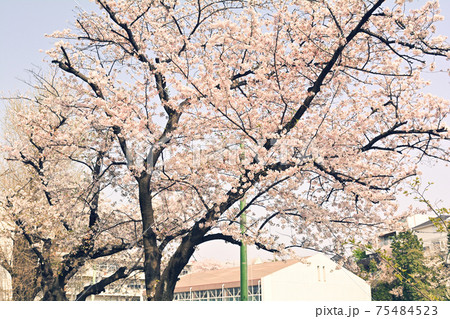 横浜・山手の桜 75484523