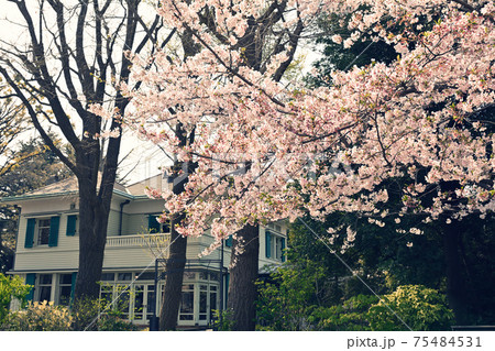 横浜・山手の桜 横浜・山手の桜 75484531