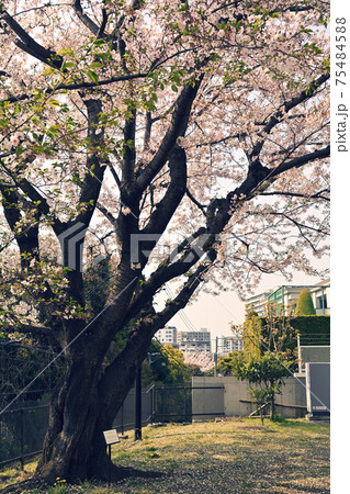 横浜・山手の桜 横浜・山手の桜 75484588