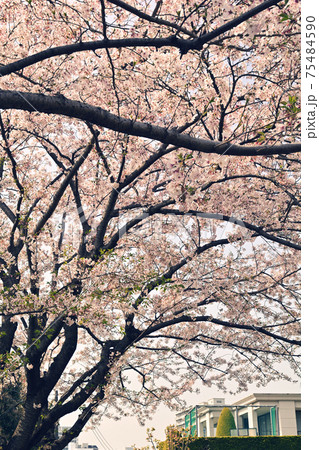 横浜・山手の桜 横浜・山手の桜 75484590