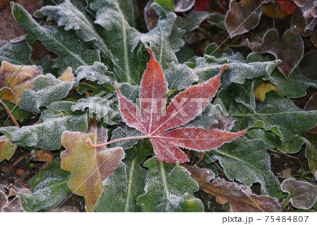 霜がおりた紅葉の秋の朝 75484807