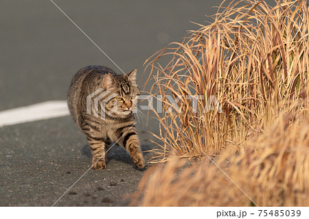 自由に暮らす猫 キジトラ猫 自由に暮らす猫 キジトラ猫 75485039