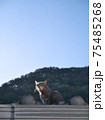 屋根の上で空を見上げる猫 75485268