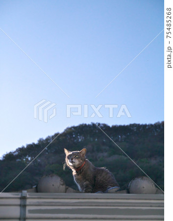 屋根の上で空を見上げる猫 屋根の上で空を見上げる猫 75485268