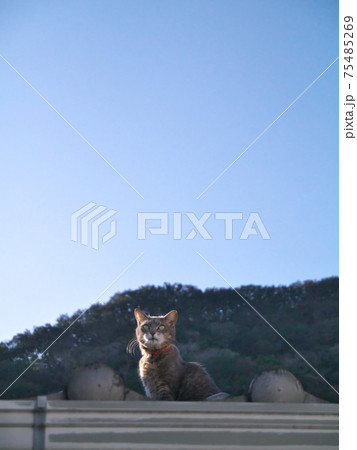 屋根の上で空を見上げる猫 75485269