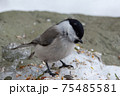 ハシブトガラ ハシブトガラ 75485581