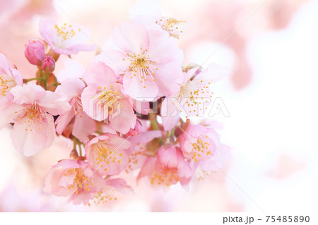河津桜7001 75485890