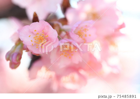 河津桜7015 75485891