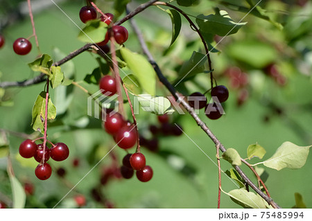 A bush with lots of red berries on branches autumnal background Close-up colorful autumn wild bushes with red berries in the park A bush with lots of red berries on branches autumnal background Close-up colorful autumn wild bushes with red berries in the park 75485994
