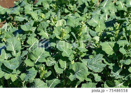 春の訪れ_横浜 春の訪れ_横浜 75486558