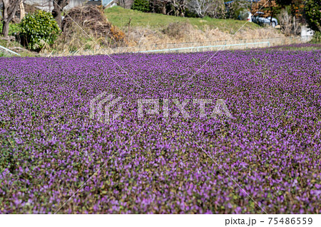 春の訪れ_横浜 75486559