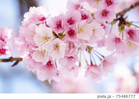 桜のアップ 75486777