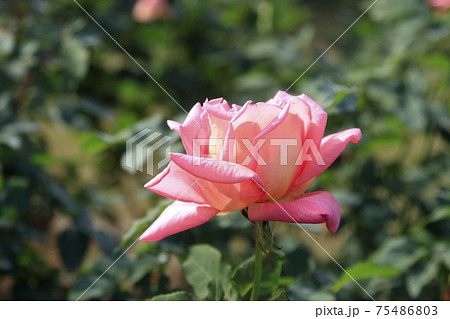 荒尾市 おもやい市民花壇 バラの花、 荒尾市 おもやい市民花壇 バラの花、 75486803