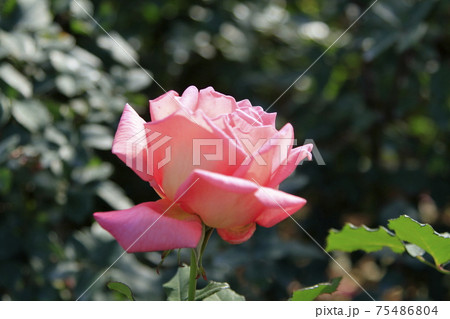 荒尾市 おもやい市民花壇 バラの花、 荒尾市 おもやい市民花壇 バラの花、 75486804