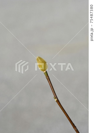 Magnolia Genie Magnolia Genie 75487380