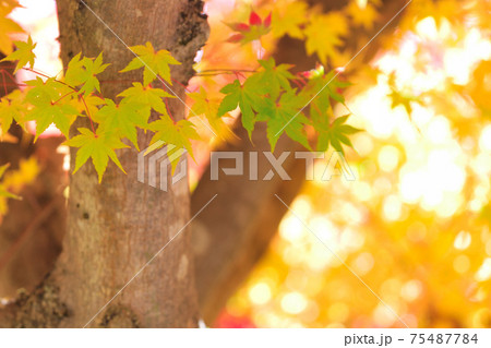 紅葉 紅葉 75487784