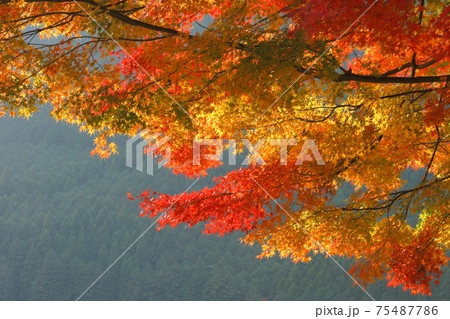 紅葉 紅葉 75487786