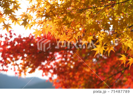 紅葉 紅葉 75487789