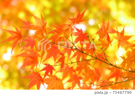紅葉 紅葉 75487790