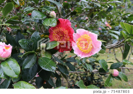 椿、ツバキ、ツバキ祭り、萩 椿、ツバキ、ツバキ祭り、萩 75487803