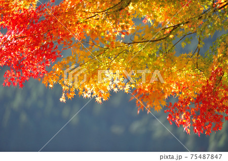 紅葉 紅葉 75487847