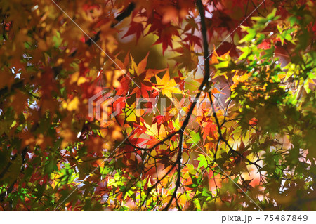 紅葉 紅葉 75487849