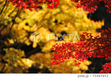紅葉 紅葉 75487853