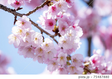 桜のアップ 桜のアップ 75487880