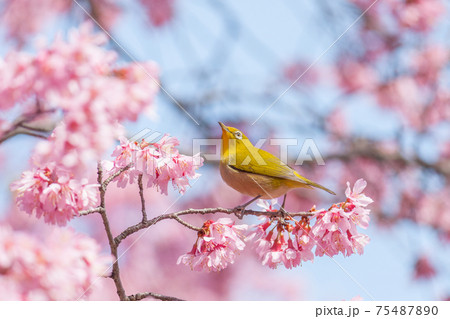 メジロとオカメザクラ メジロとオカメザクラ 75487890