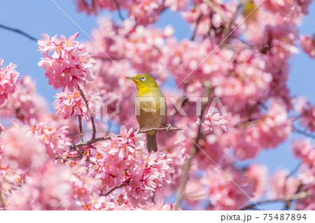 メジロとオカメザクラ 75487894