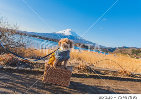 富士五湖巡り 富士五湖巡り 75487995