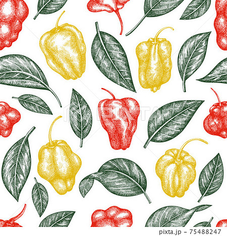 Hand drawn sketch style scotch bonnet pepper seamless pattern. Organic fresh vegetable vector illustration. Retro cayenne pepper background 75488247