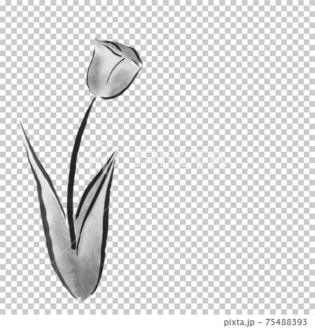 チューリップの花 墨の手描きイラスト のイラスト素材 7543