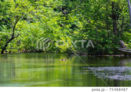 上高地　長野県　松本市　穂高岳　景勝地　山　川　高原　梓川　日本アルプス　山岳　中部山岳国立公園　池 75488487