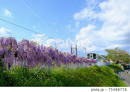 藤の花と鉄道風景 天浜線 の写真素材