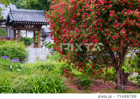 ブラシノキとお寺 ブラシノキとお寺 75488789