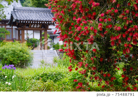 ブラシノキとお寺 75488791
