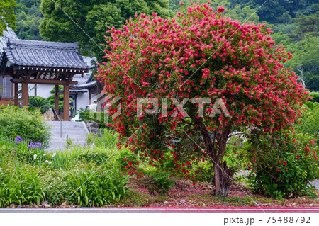 ブラシノキとお寺 75488792